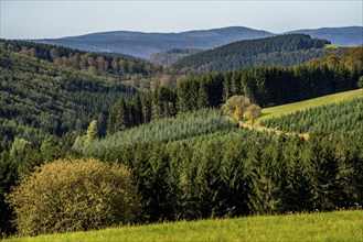 Commercial forest, landscape in the Sauerland, near Altastenberg, Hochsauerlandkreis, North