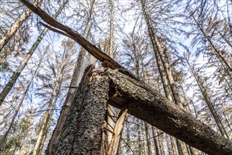 Forest dieback in Arnsberg Forest, northern Sauerland, dead spruce trees, deadwood, North