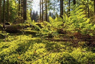 Forest, Sauerland landscape, mosses and ferns, Rothaargebirge, north-west, above the town of Bad