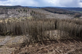 Area in the Arnsberg Forest near Warstein-Sichtigvor, Soest district, over 5000 young trees were