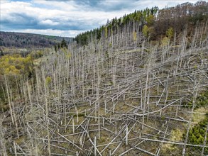 Dead spruce trees, broken by wind, lying wildly in disarray, forest dieback in the Arnsberg Forest