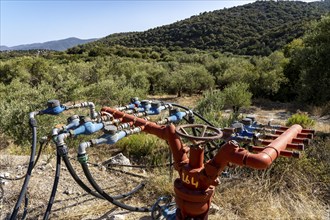 Water supply in an olive tree plantation, several hoses lead from a main pipe to the respective