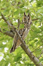 Long-eared owl (Asio otus), sitting in a tree, Lake Neusiedl, Burgenland, Austria, Europe