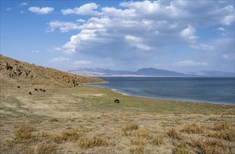 Horses grazing on the shore of a mountain lake, Lake Song Kul, Naryn region, Kyrgyzstan, Asia