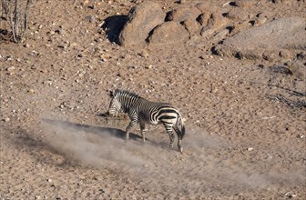 Hartmann's mountain zebras (Equus zebra hartmannae) stirring up dust, from above, Hobatere