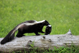 Striped skunk (Mephitis mephitis), adult, with juvenile, carrying handle, neck bite, Minnesota,