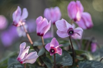 Cyclamen hederifolium or Neapolitan cyclamen (Cyclamen hederifolium), Emsland, Lower Saxony,