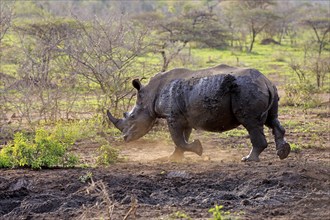 White rhino, white rhino (Ceratotherium simum), adult running after mud bath, Hluhluwe Umfolozi