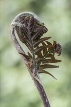 Royal fern (Osmunda regalis Purpurascens), budding, Emsland, Lower Saxony, Germany, Europe