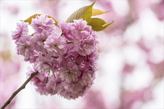 Japanese flowering cherry (Prunus serrulata Kanzan), Emsland, Lower Saxony, Germany, Europe