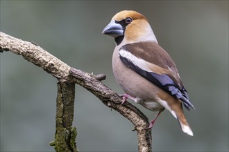 Hawfinch (Coccothraustes coccothraustes), Emsland, Lower Saxony, Germany, Europe