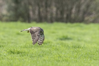 Hen harrier (Circus cyaneus), Emsland, Lower Saxony, Germany, Europe