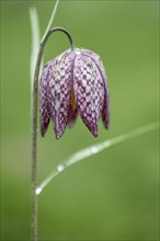 Snake's head fritillary (Fritillaria meleagris), Emsland, Lower Saxony, Germany, Europe