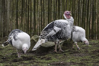 Cröllwitz turkeys (Meleagris gallopavo f. domestica), Tierpark Nordhorn, Lower Saxony, Germany,