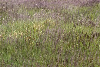 Diversity of grasses in a meadow, Emsland, Lower Saxony, Germany, Europe