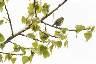 A Serinus serinus sitting on the branch of a black poplar with green leaves, singing, chirping,