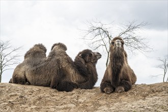 Bactrian camels (Camelus bactrianus), Emmen Zoo, Netherlands