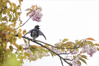 A common starling (Sturnus vulgaris) on a flowering cherry branch against a white sky, courtship