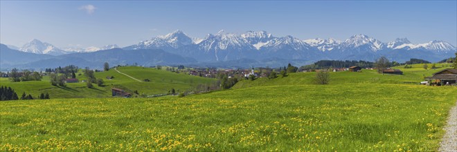 Common dandelion (Taraxacum sect. Ruderalia) in spring, meadow near Rieden am Forggensee,