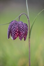 Snake's head fritillary (Fritillaria meleagris), Emsland, Lower Saxony, Germany, Europe