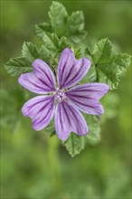 Common mallow (Malva sylvestris), Baden-Württemberg, Germany, Europe