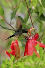 Broad-billed hummingbird (Cynanthus latirostris), adult, male, flying, on flower, foraging, Sonoran