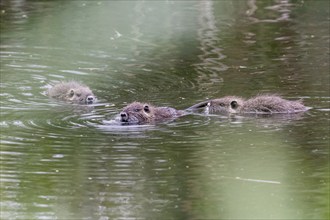 Nutrias (Myocastor coypus), Baden-Württemberg, Germany, Europe