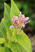 Bristly toad lily (Tricyrtis hirta), flowering, flower, Ellerstadt, Germany, Europe