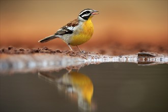 Golden-breasted Bunting (Emberiza flaviventris), adult, at the water, drinking, Kruger National