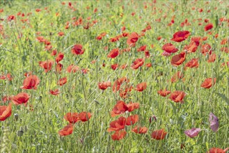 Corn poppy (Papaver rhoeas), Swabian Alb, Baden-Württemberg, Germany, Europe