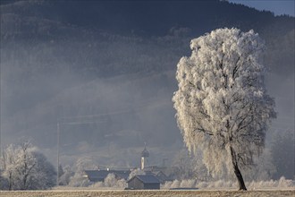 Birch trees with hoarfrost, hut in front of mountains, winter, Loisach-Lake Kochel moor, view of