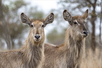 Ellipsen waterbuck (Kobus ellipsiprymnus), two adult females, animal portrait, Kruger National