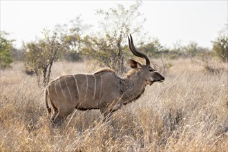 Greater Kudu (Tragelaphus strepsiceros) in dry grass, adult male, Kruger National Park, South