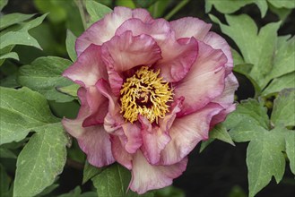 Shrub peony (Paeonia suffruticosa Ruffled Sunset), Emsland, Lower Saxony, Germany, Europe