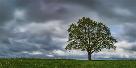 Maple tree (Acer pseudoplataus) near Kornhofen, Allgäu Alpine foothills, Allgäu, Bavaria, Germany,