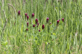 Incarnate clover (Trifolium incarnatum), Emsland, Lower Saxony, Germany, Europe