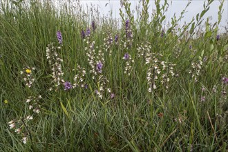 Marsh helleborine (Epipactis palustris) and Southern marsh orchid (Dactylorhiza praetermissa),