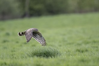 Hen harrier (Circus cyaneus), Emsland, Lower Saxony, Germany, Europe