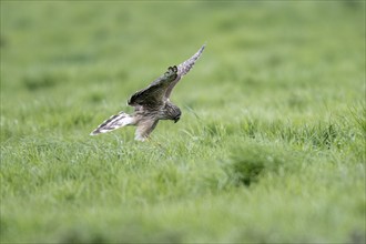 Hen harrier (Circus cyaneus), Emsland, Lower Saxony, Germany, Europe