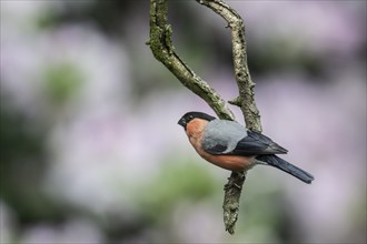 Eurasian bullfinch (Pyrrhula pyrrhula), Emsland, Lower Saxony, Germany, Europe