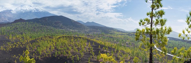 Canary Island pines (Pinus canariensis), Mirador de Chio, Teide National Park, Tenerife, Canary