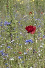 Flower meadow with poppy flower (Papaver rhoeas) and cornflowers (Centaurea cyanea), Emsland, Lower