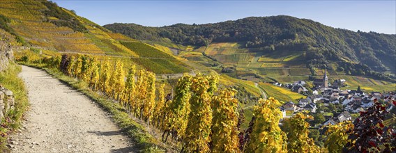 Vineyards in autumn, Mayschoß, Ahr valley, red wine of the Pinot Noir and Portugieser grape is