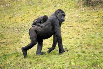 Western gorilla (Gorilla gorilla), adult, female, juvenile, on back, carrying