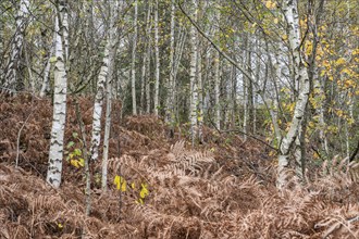 Birches (Betula pendula) in the moor, Emsland, Lower Saxony, Germany, Europe