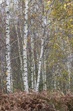 Birches (Betula pendula) in the moor, Emsland, Lower Saxony, Germany, Europe