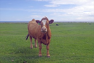 Brown cow on green meadow with blue sky in the background, Humour, Aberdeenshire, Scotland, Great