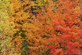 Maple (Acer), in bright orange, red and yellow tones, autumn, Vermont, New England, USA, North