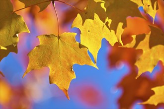 Maple (Acer), in front of a bright blue sky in autumn, New Hampshire, New England, USA, North