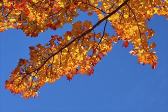 Maple (Acer), with orange-red foliage against a bright blue sky, autumn, New Hampshire, New